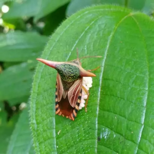 bug guarding eggs danum
