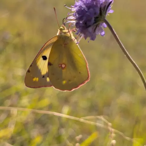 clouded yellow