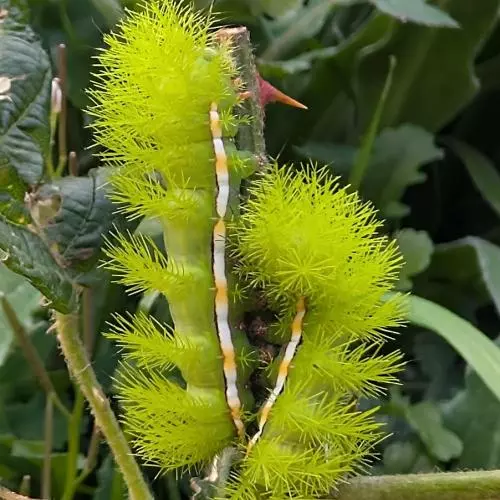 saturniid larvae automeris excreta